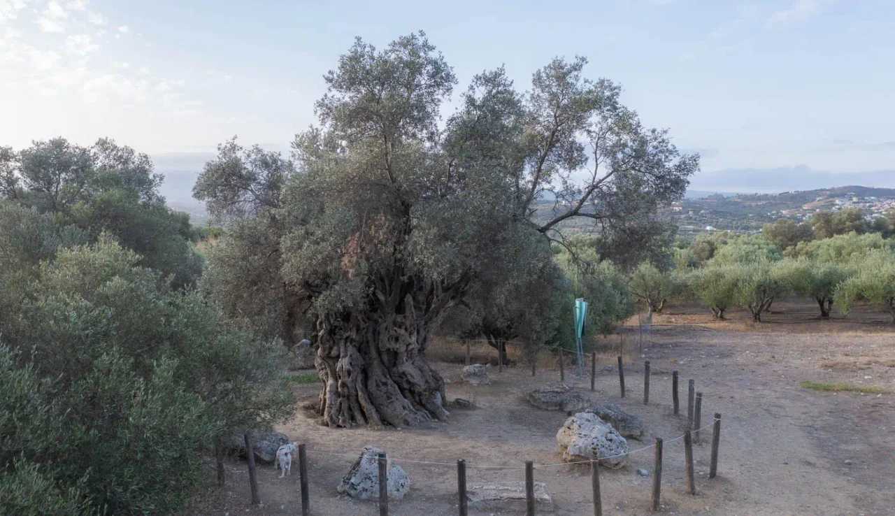 Mana Elia, "Mother Olive Tree", in Kamilari south Crete