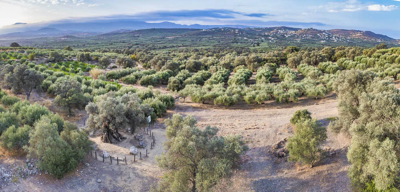 Mana Elia, "Mother Olive Tree", in Kamilari south Crete