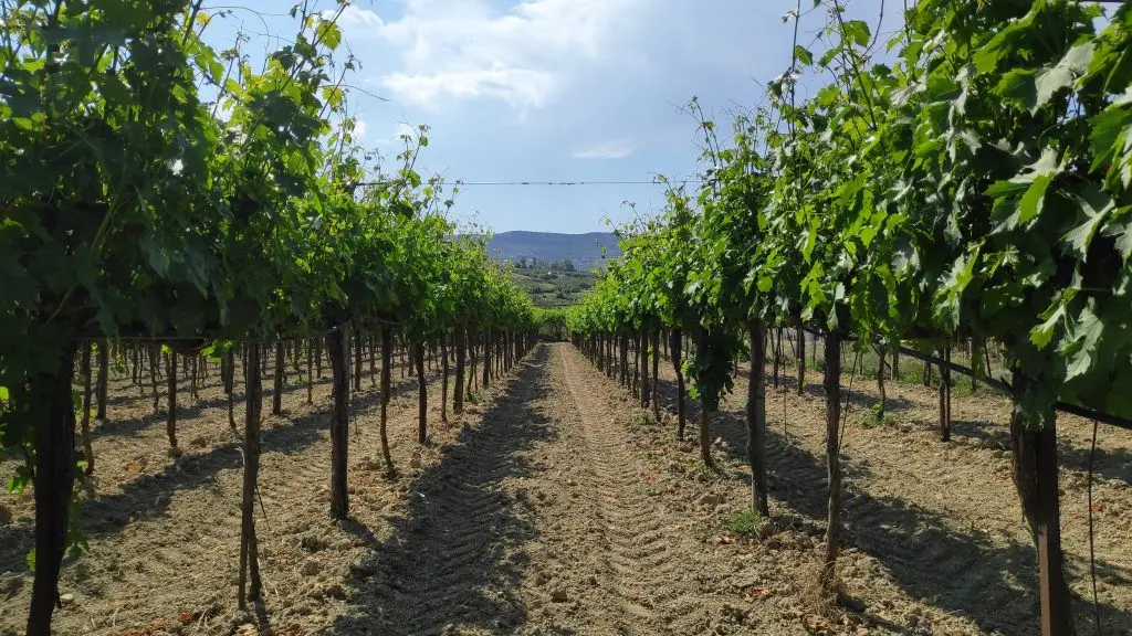 Zidianakis Garage Winery, in Agies Paraskies, Heraklion Crete