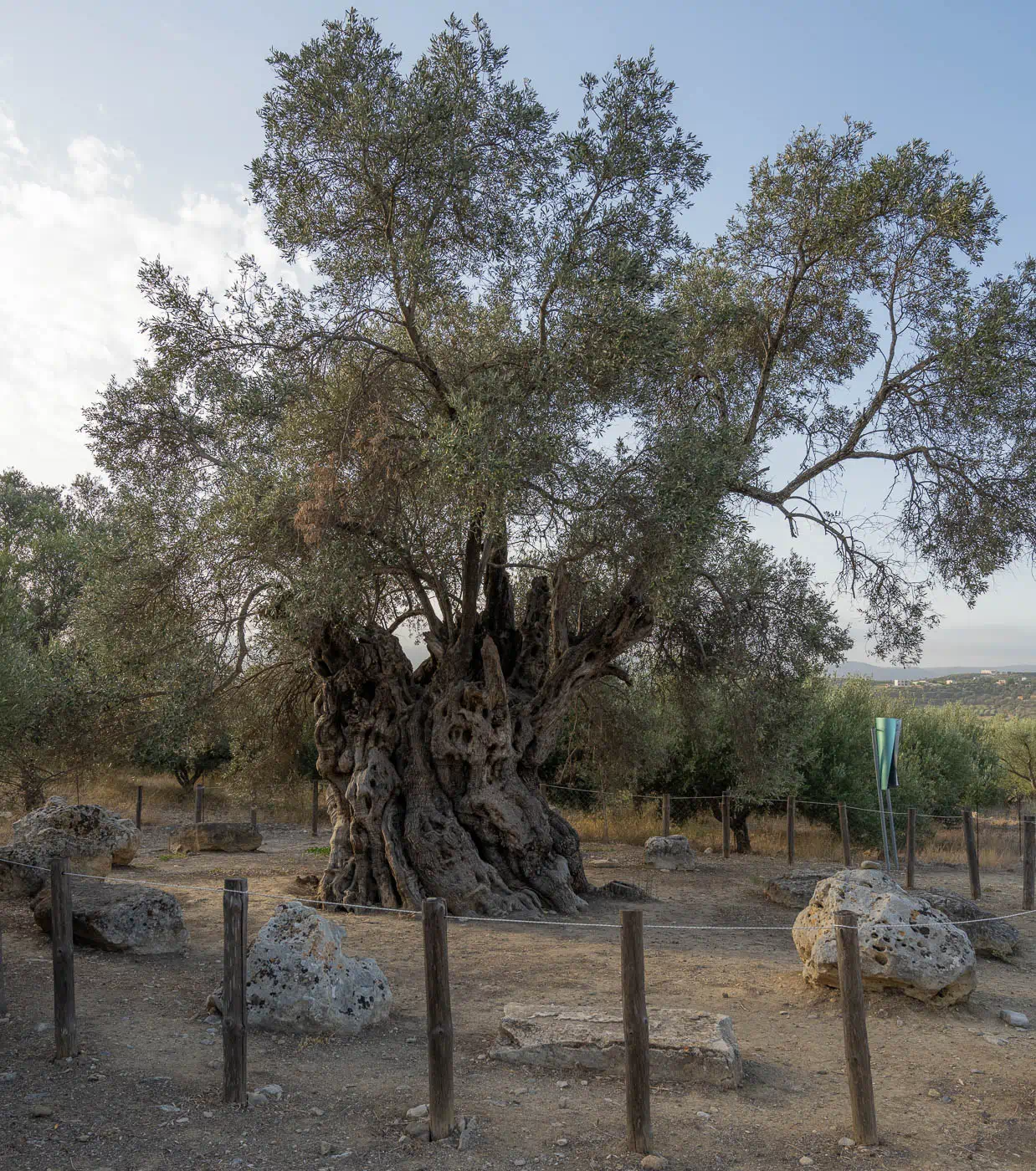 Mana Elia, "Mother Olive Tree", in Kamilari south Crete