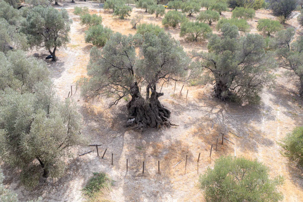 Ancient olive tree of Paliamas near Moroni south Crete