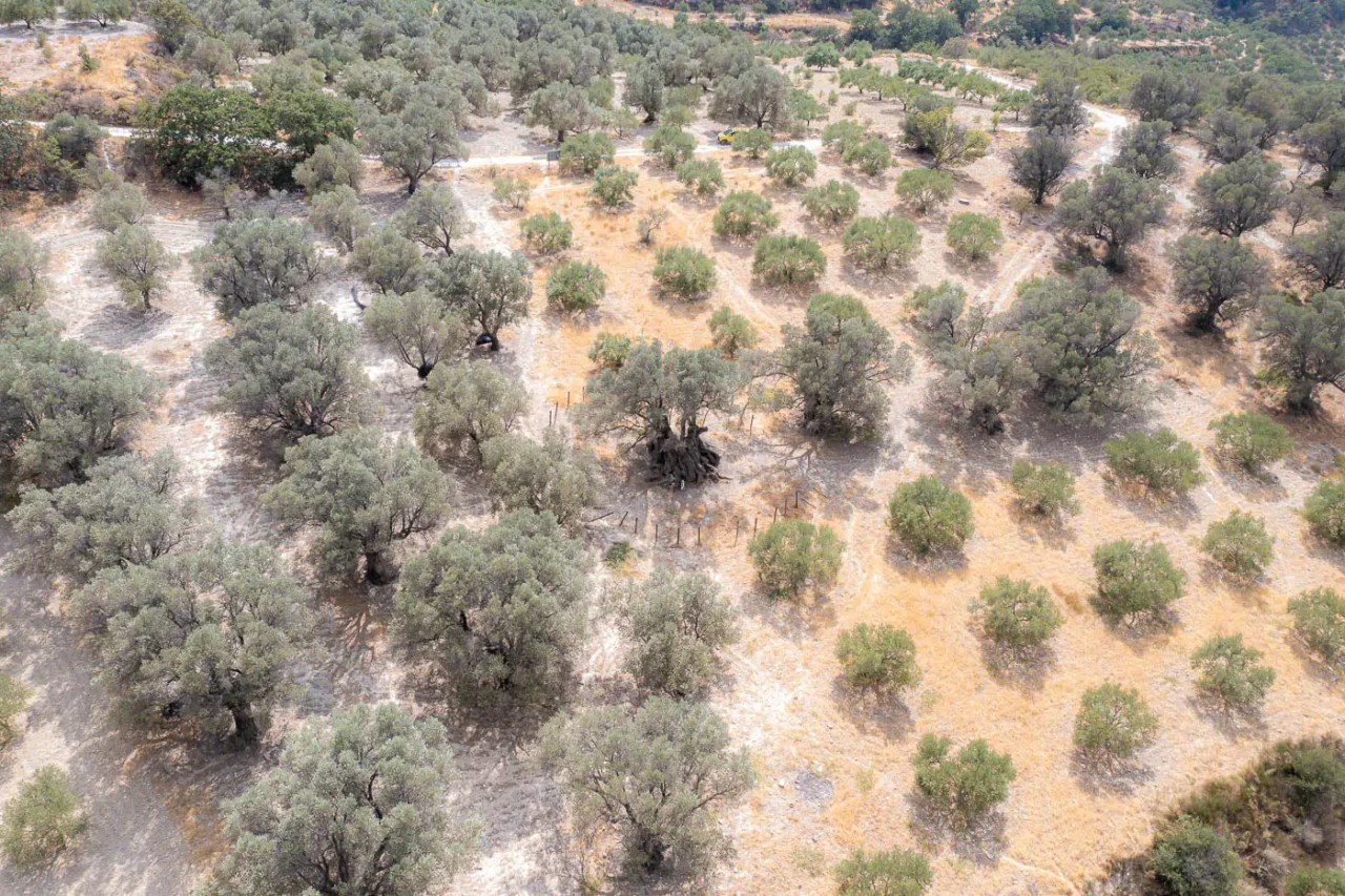 Ancient olive tree of Paliamas near Moroni south Crete