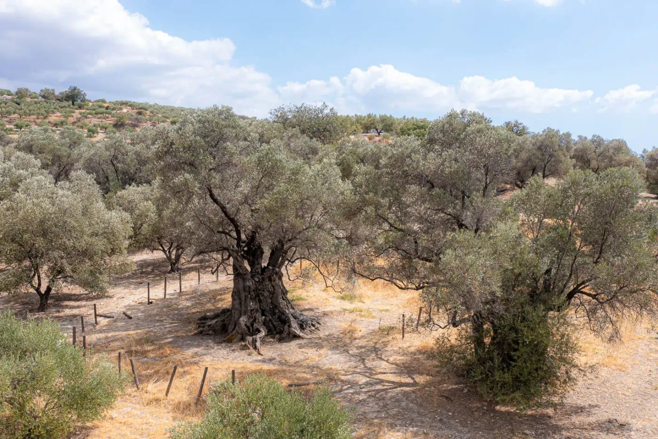 Ancient olive tree of Paliamas near Moroni south Crete