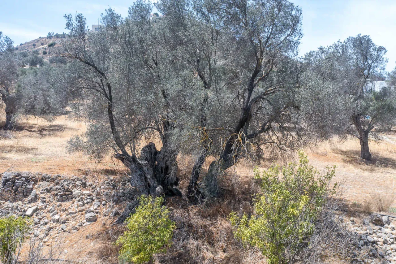 Tourkolia ancient olive tree in Kamilari