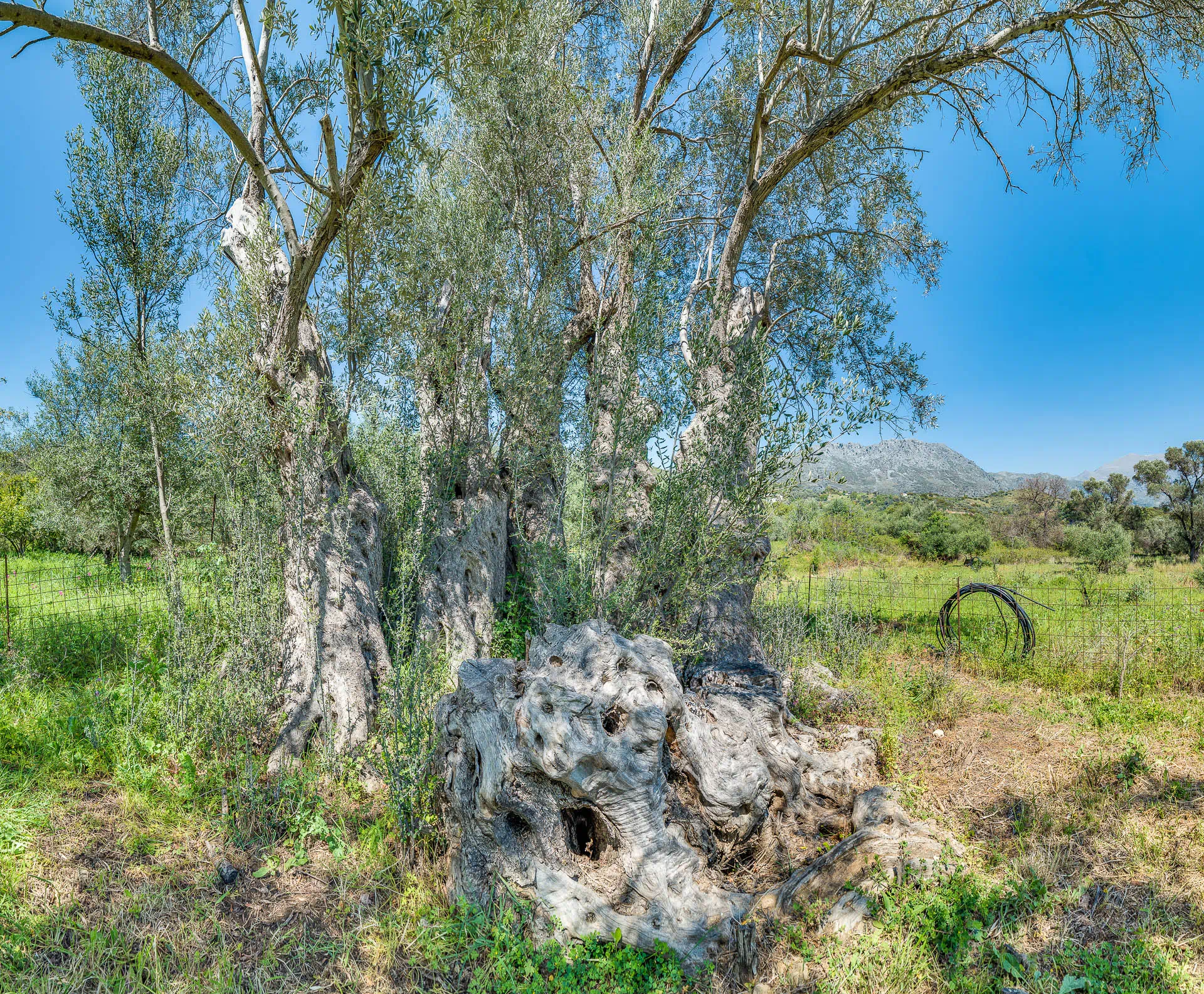 Monumental ancient olive tree of Genna in Amari Crete