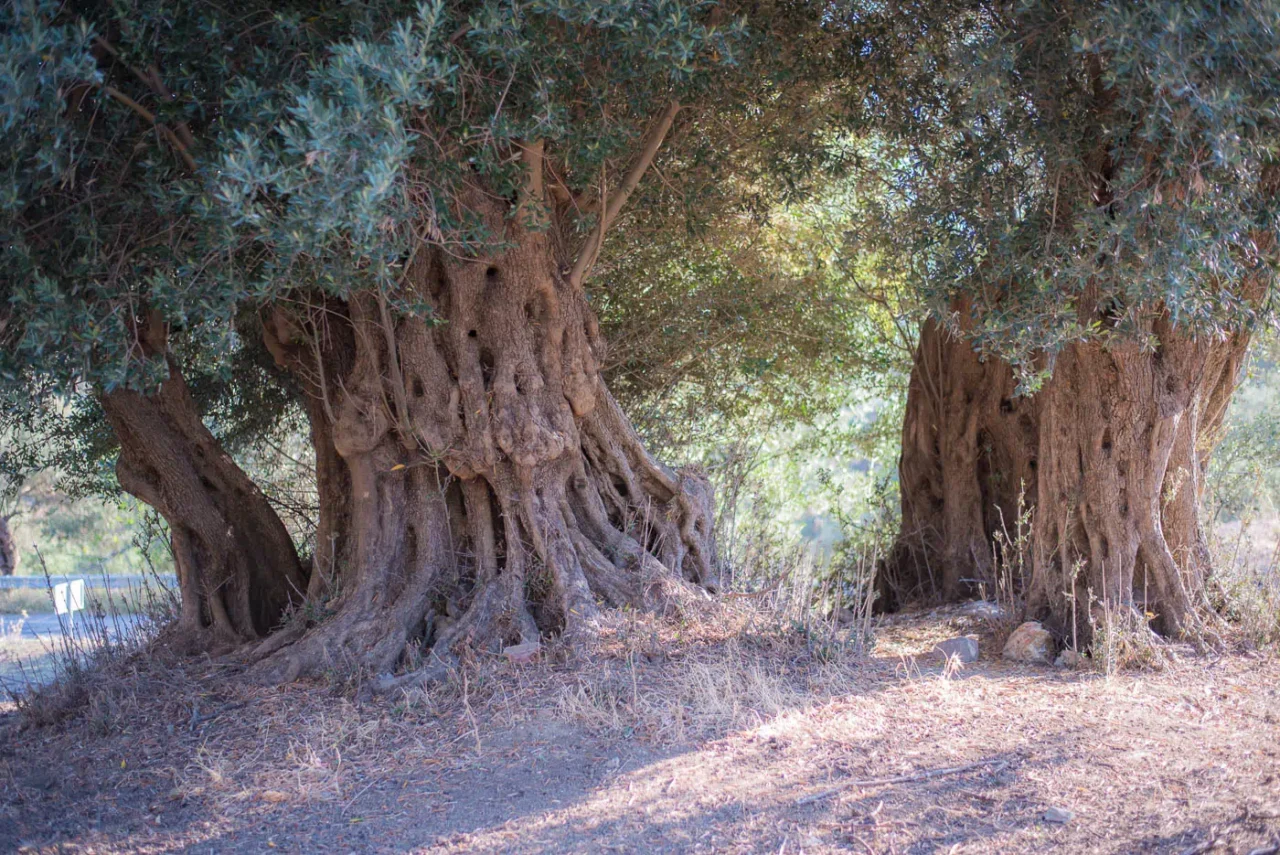 Olive tree in the ancient olive grove next to Agios Gergios in Mourtzes in Fourfouras