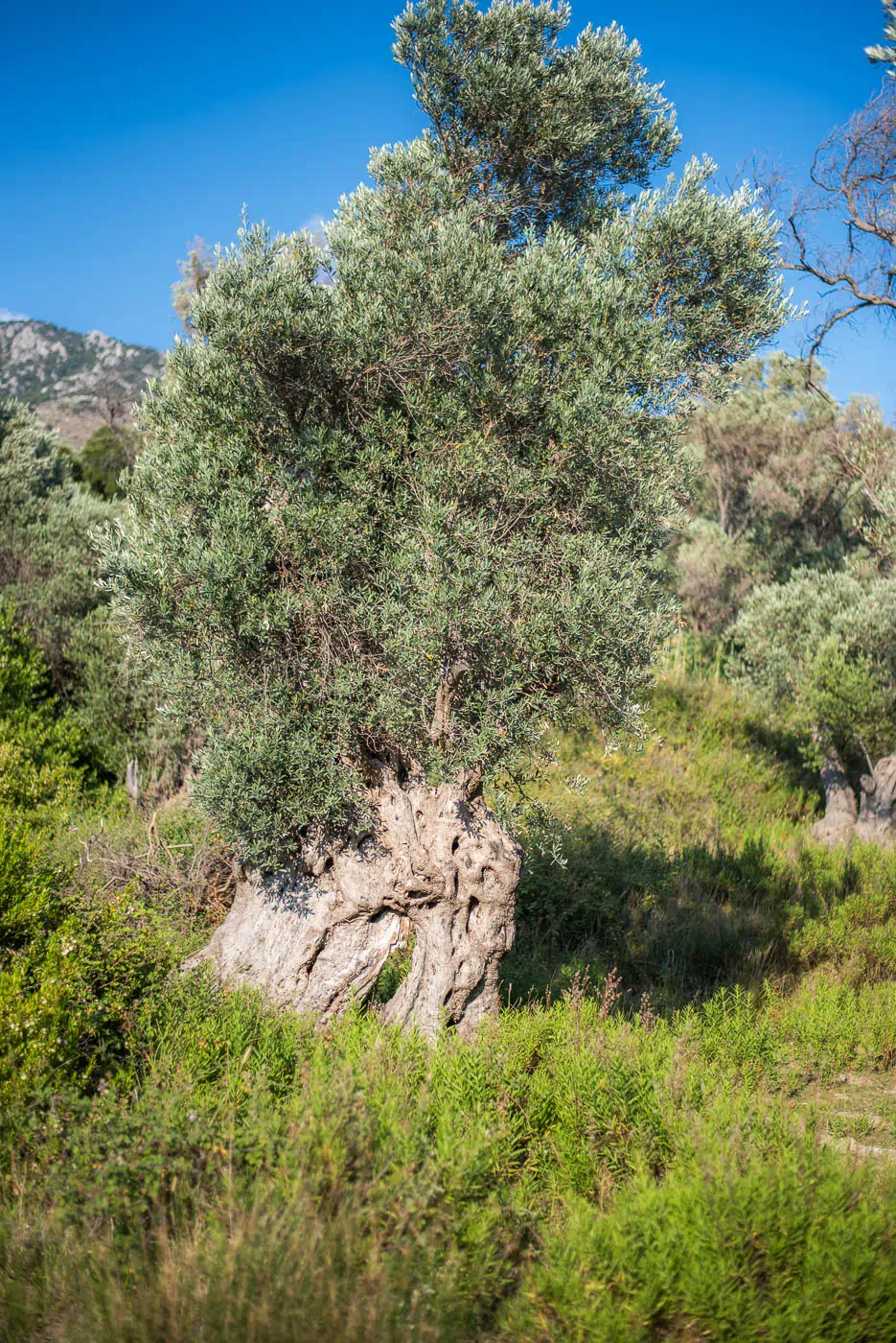 Beautiful bark of an olive tree next to Agios Georgios in Mourtzes of Fourfouras