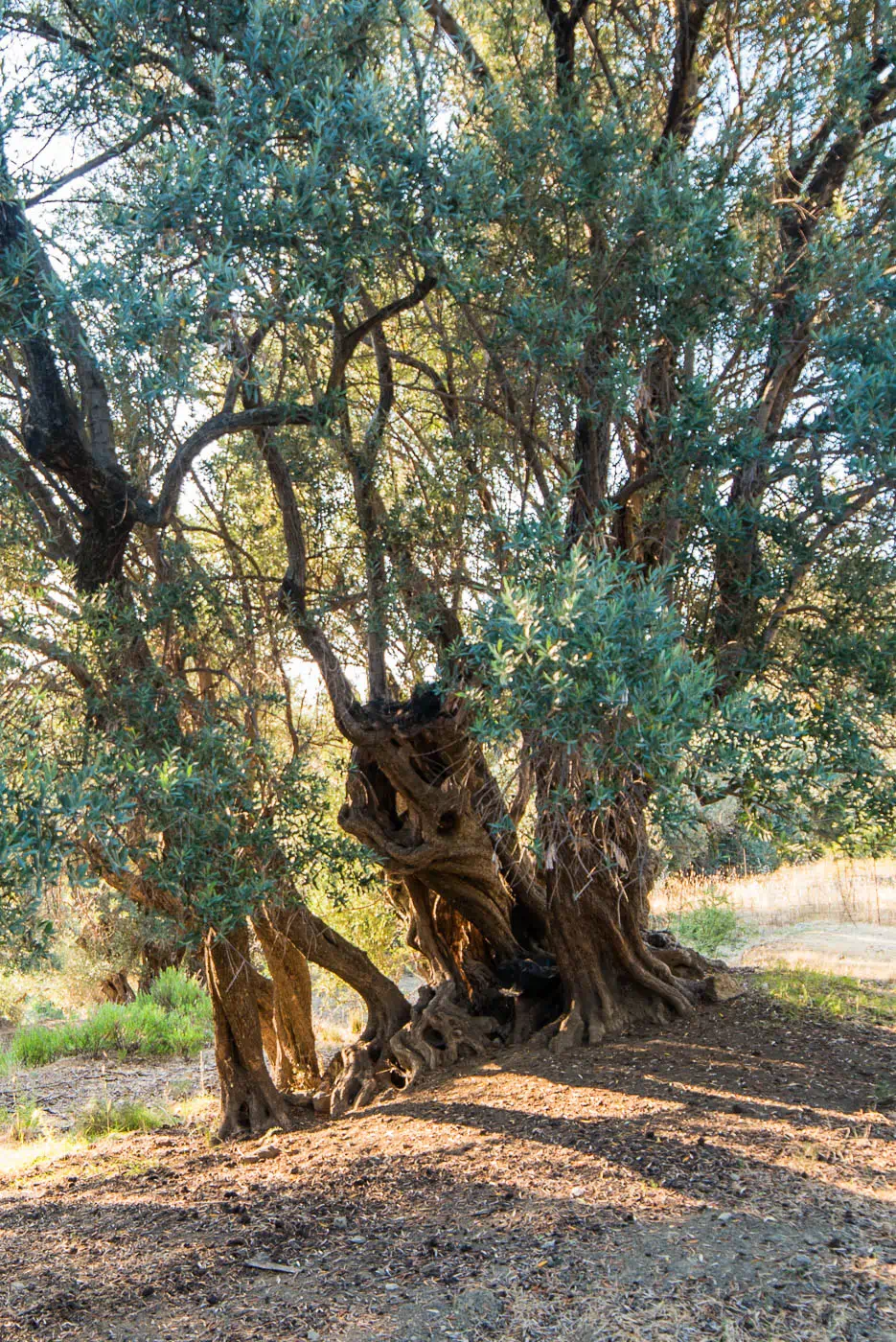 Olive tree in the ancient olive grove next to Agios Gergios in Mourtzes in Fourfouras