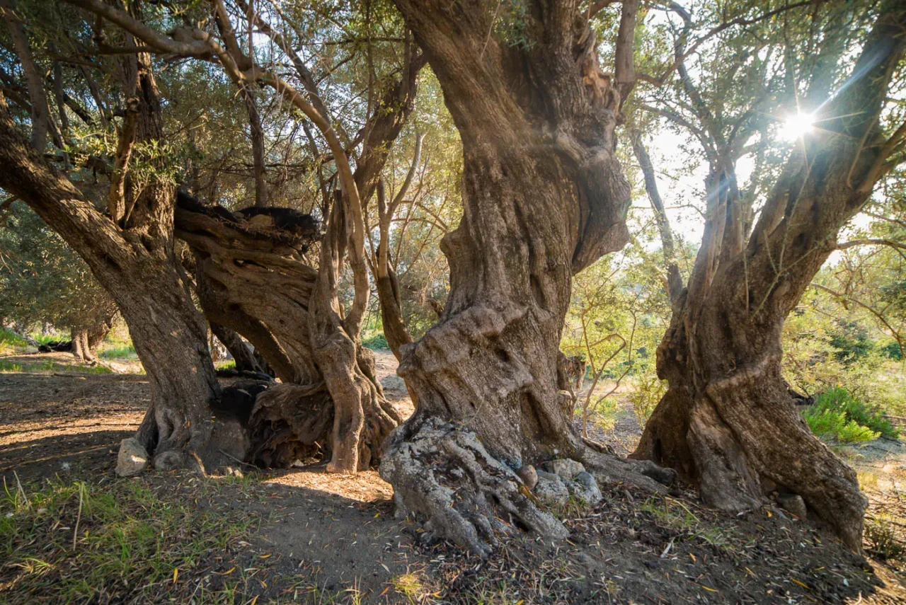 Olive tree in the ancient olive grove next to Agios Gergios in Mourtzes in Fourfouras