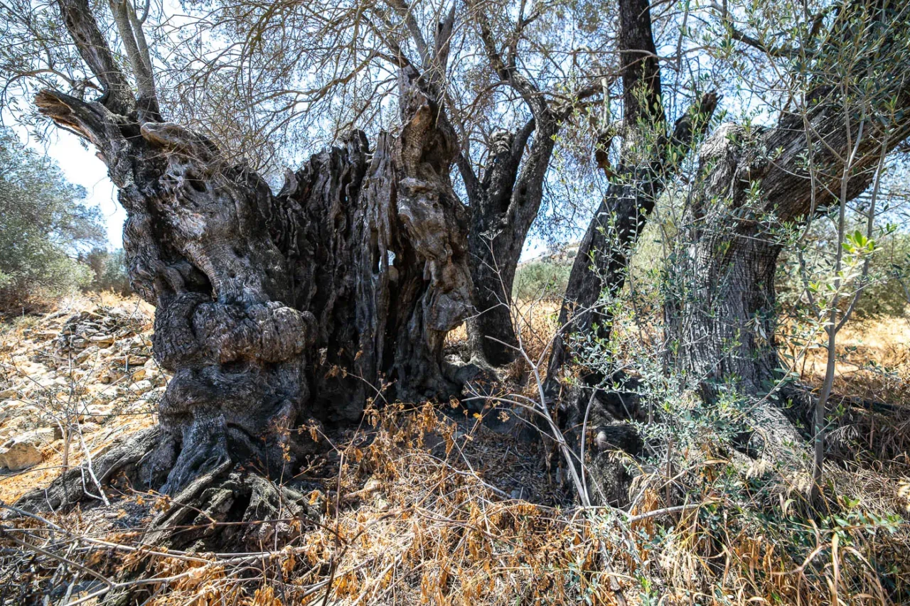 Tourkolia ancient olive tree in Kamilari