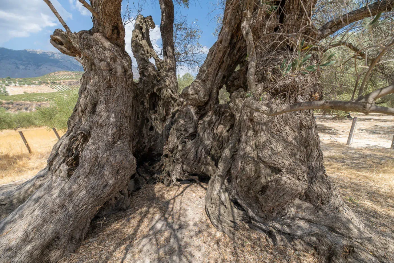 Ancient olive tree of Paliamas near Moroni south Crete