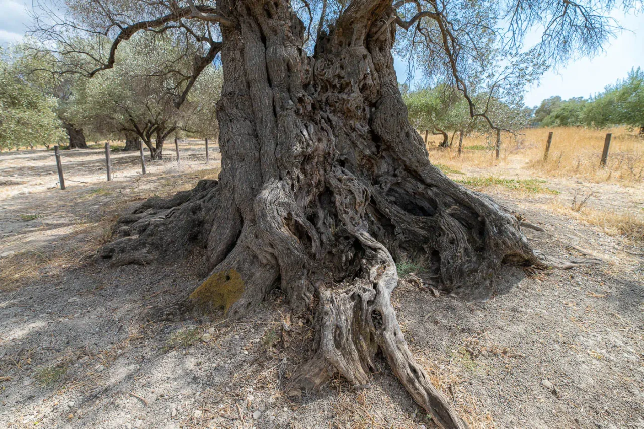 Ancient olive tree of Paliamas near Moroni south Crete