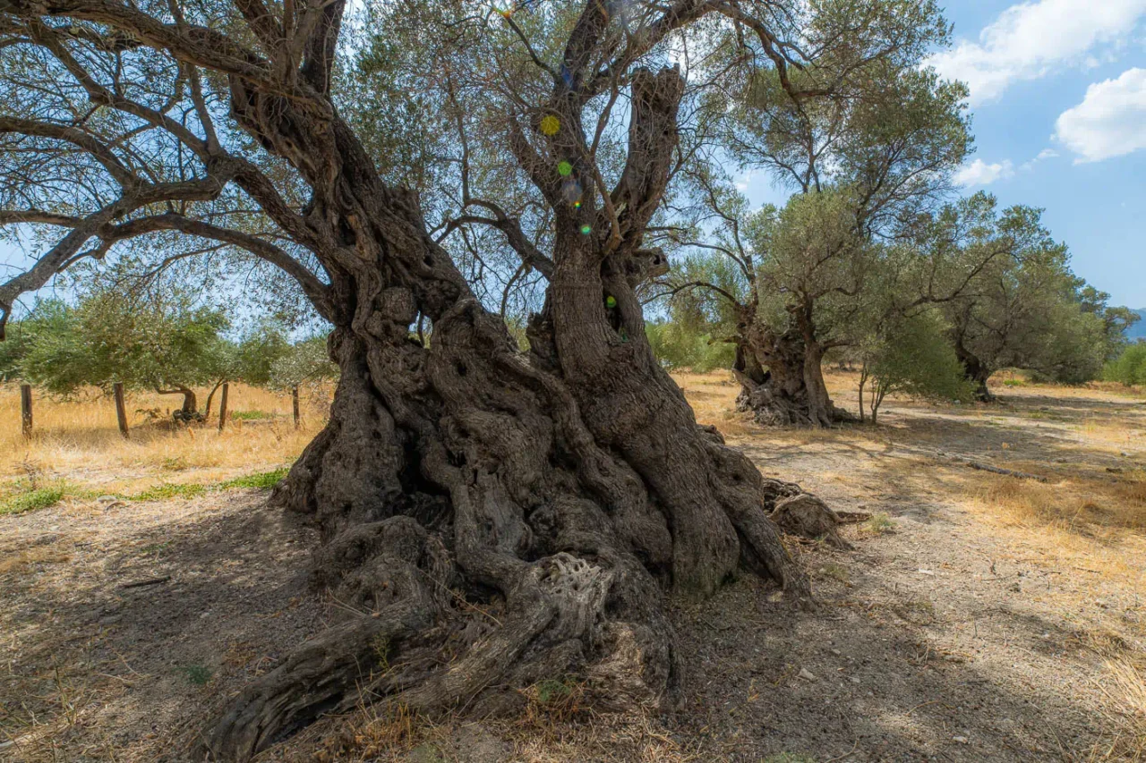 Ancient olive tree of Paliamas near Moroni south Crete