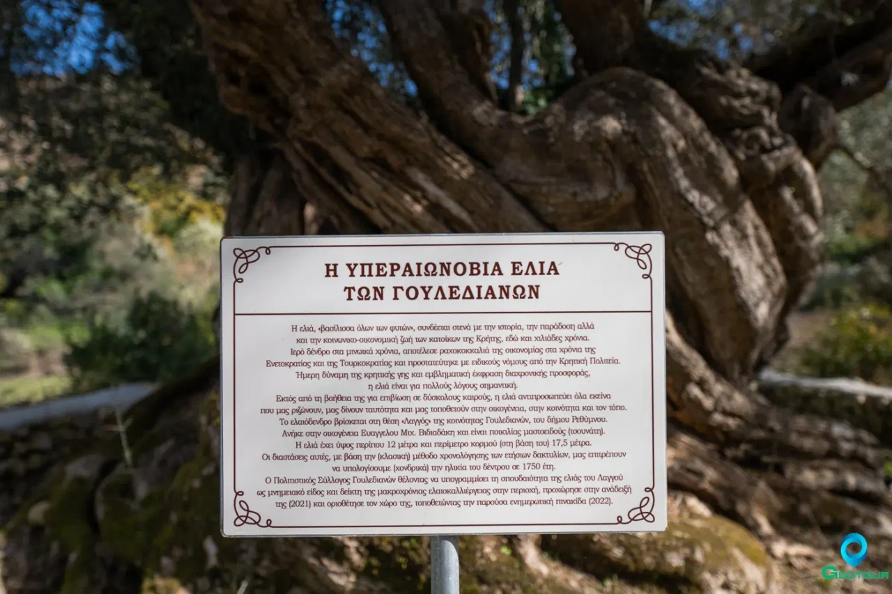 The ancient olive tree near Goulediana and Onithe