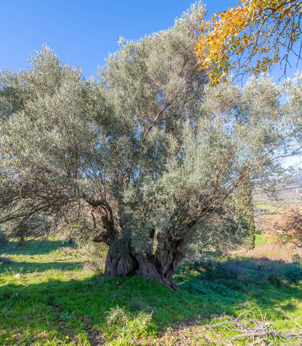 Next to Moni Panagias Petraidas in Monastira Amari Crete