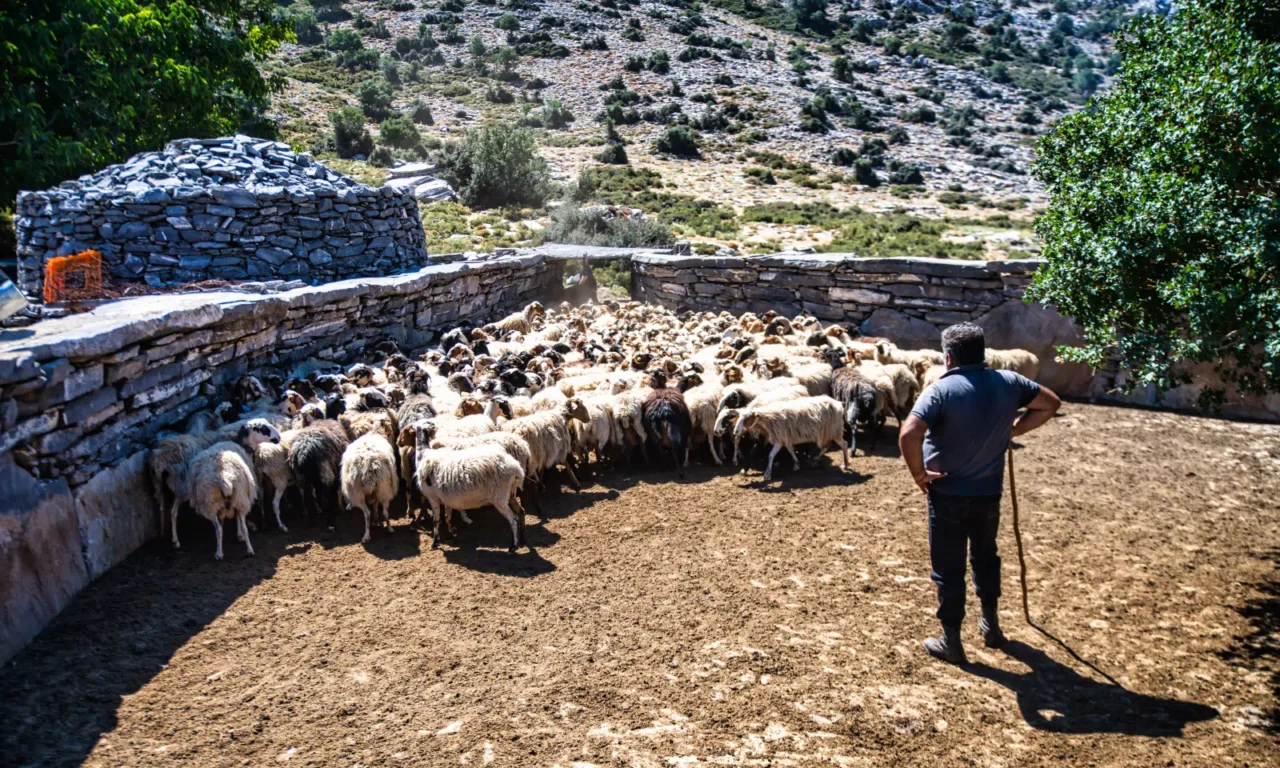 Stone pen with sheeps in a mitato in Nida plateau