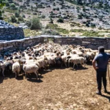 Stone pen with sheeps in a mitato in Nida plateau