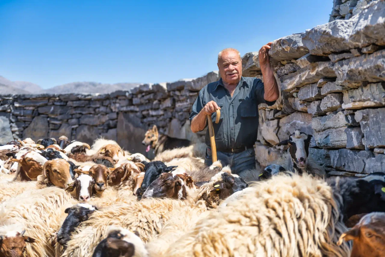 Shepherd in Nida plateau