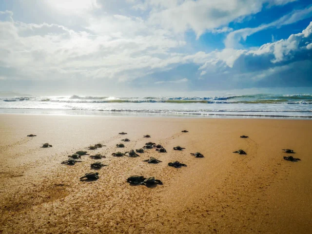 https://www.geotour.gr/wp-content/uploads/2024/08/baby-turtles-racing-towards-the-ocean-after-hatchi-2024-02-09-04-46-06w-utc-640x480.webp