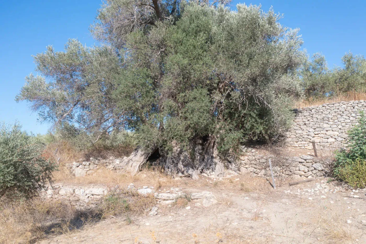 Gre ele ancient olive tree in Ano Tripodo near ancient Eleutherna Crete