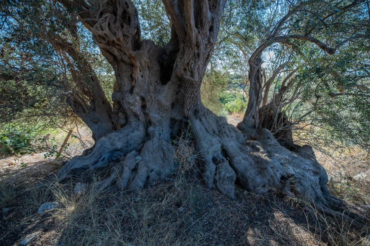 Gre ele ancient olive tree in Ano Tripodo near ancient Eleutherna Crete