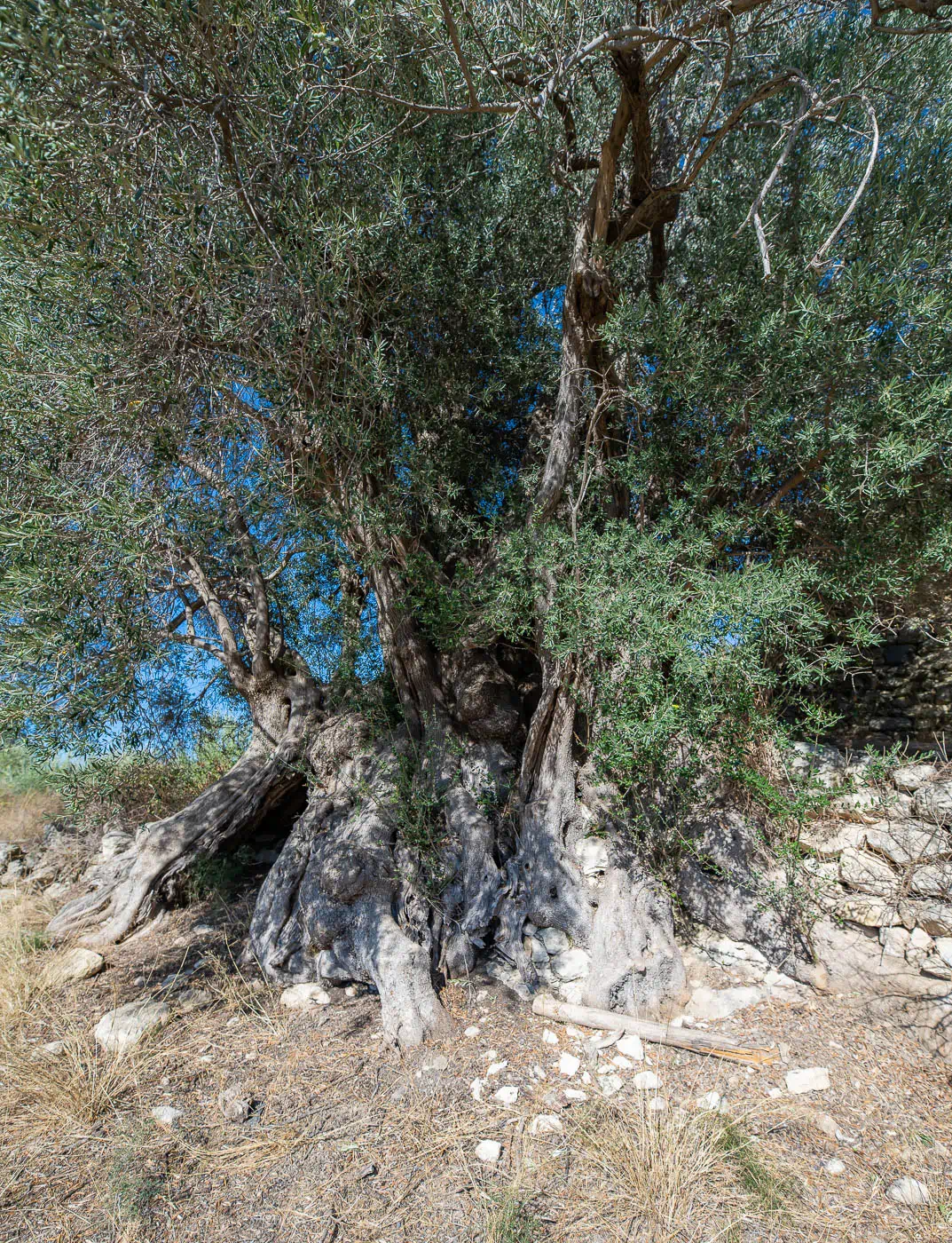 Gre ele ancient olive tree in Ano Tripodo near ancient Eleutherna Crete