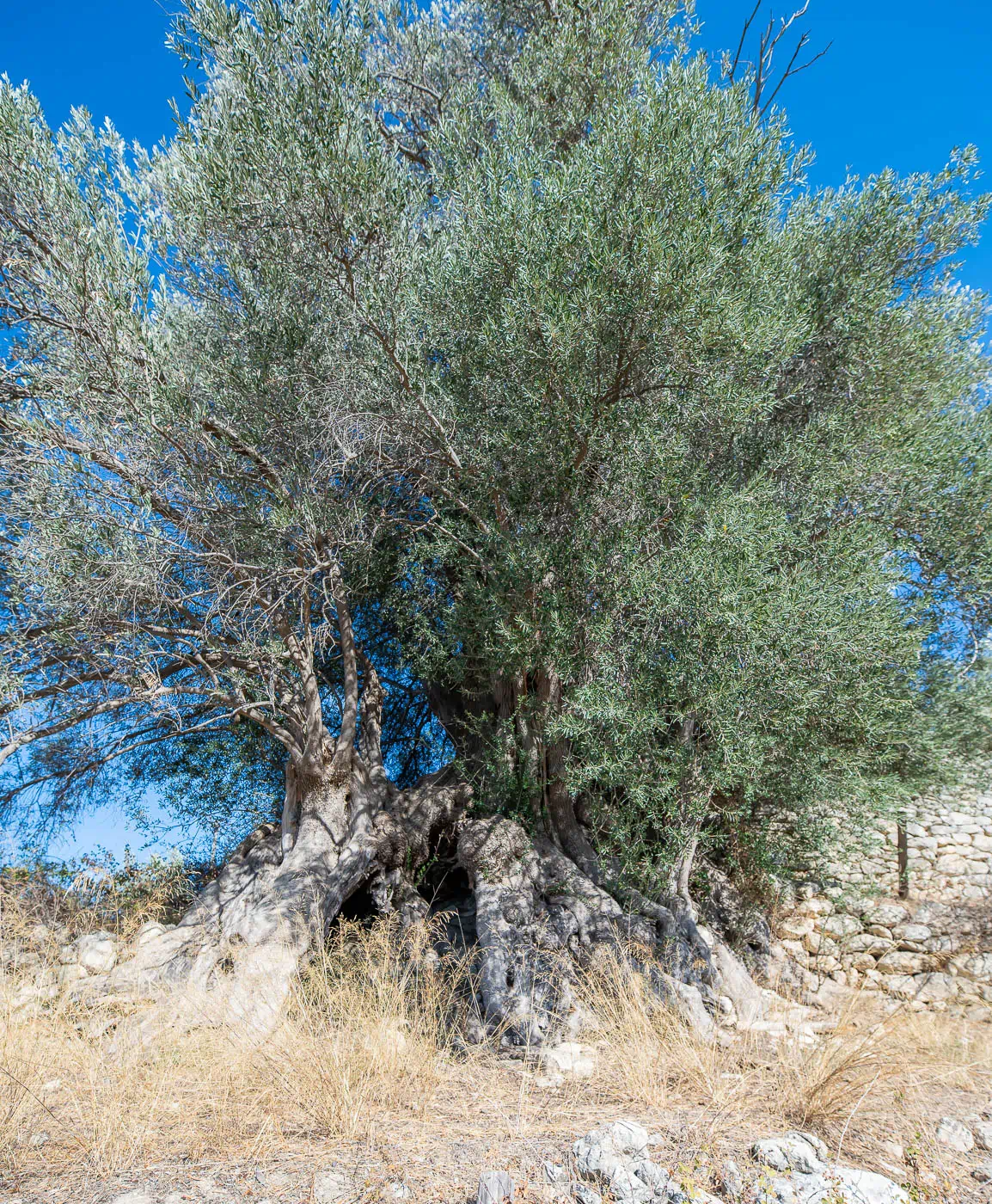 Gre ele ancient olive tree in Ano Tripodo near ancient Eleutherna Crete