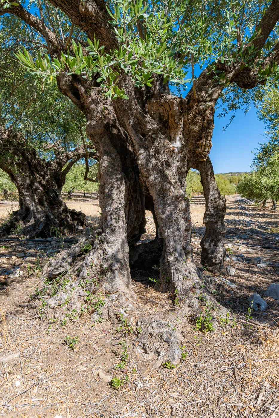 Olive tree trunk next to Agios Konstantinos in Kritsa