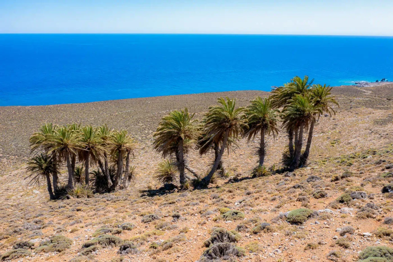 The Palm Forest of Agios Nikitas