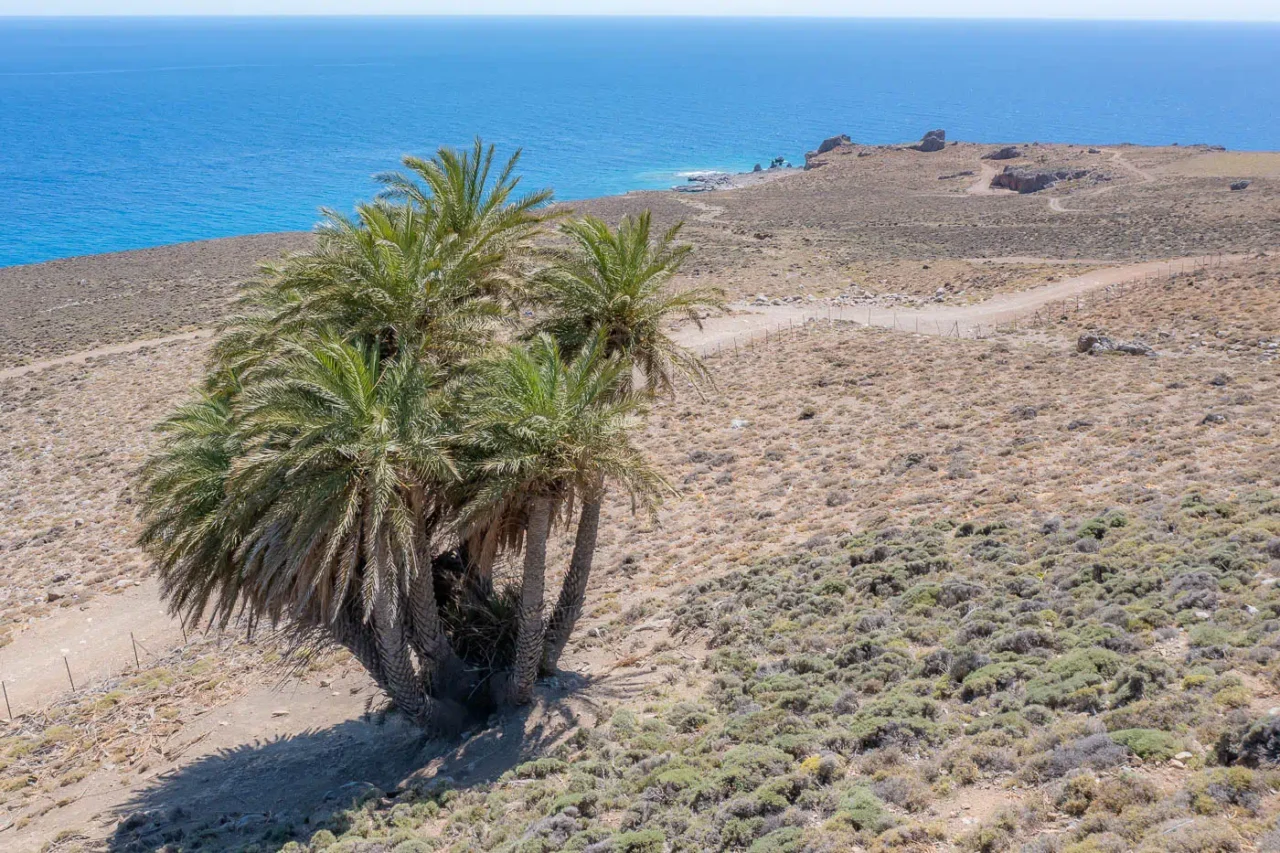 The Palm Forest of Agios Nikitas