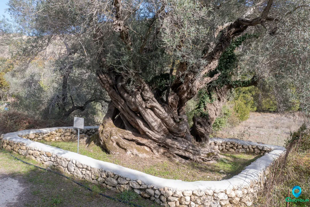 The ancient olive tree near Goulediana and Onithe