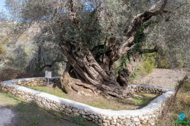 Ancient Olive Tree in Goulediana