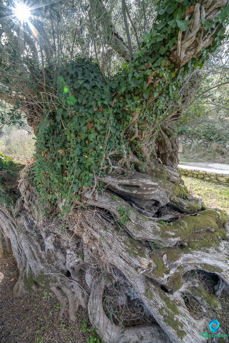 The ancient olive tree near Goulediana and Onithe